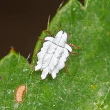 Attēlu rezultāti vaicājumam “Orthezia urticae”