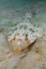 Image result for Pseudobatos lentiginosus