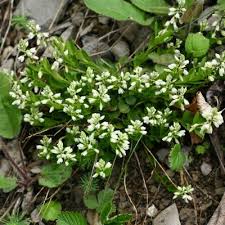 Attēlu rezultāti vaicājumam “Polygala amarella flower”
