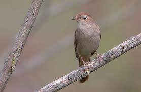 Image result for Luscinia luscinia