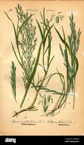 Attēlu rezultāti vaicājumam “Glyceria fluitans fruit”