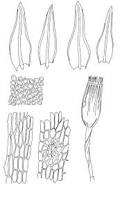 Attēlu rezultāti vaicājumam “Orthotrichum anomalum”