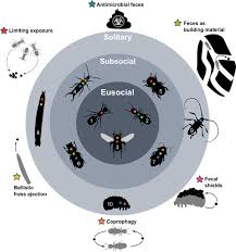 Image result for insect poop