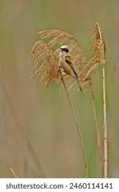 Attēlu rezultāti vaicājumam “Remiz pendulinus adult”