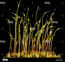 Attēlu rezultāti vaicājumam “Funaria hygrometrica”