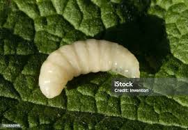 Attēlu rezultāti vaicājumam “Lygistopterus sanguineus larva”