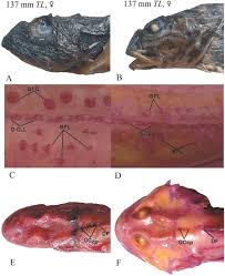 Image result for Myoxocephalus octodecemspinosus