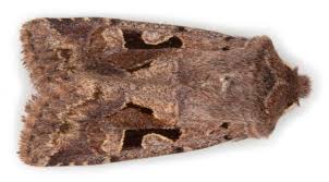 Attēlu rezultāti vaicājumam “Orthosia gothica”