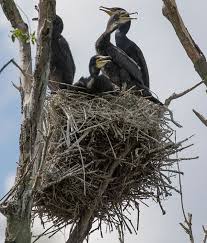 Attēlu rezultāti vaicājumam “Phalacrocorax carbo nest”