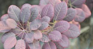 Attēlu rezultāti vaicājumam “Cotinus coggygria leaf”