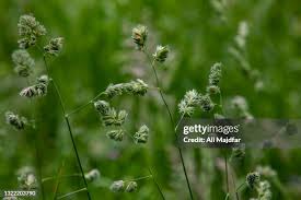 Attēlu rezultāti vaicājumam “Festuca ovina flower”