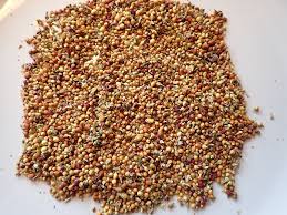 Attēlu rezultāti vaicājumam “Bistorta vivipara”