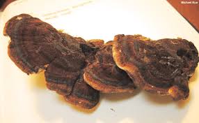 Attēlu rezultāti vaicājumam “Ischnoderma benzoinum”