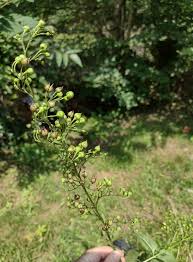 Attēlu rezultāti vaicājumam “Subularia aquatica leaf”