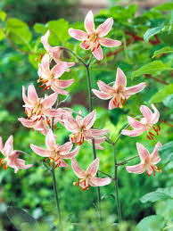 Attēlu rezultāti vaicājumam “Lilium martagon leaf”