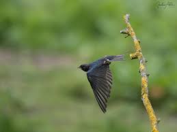 Attēlu rezultāti vaicājumam “Hirundo rustica adult”