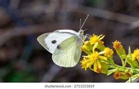 Attēlu rezultāti vaicājumam “Colias croceus underside”