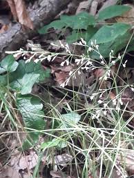 Attēlu rezultāti vaicājumam “Poa nemoralis fruit”