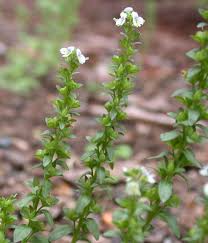 Attēlu rezultāti vaicājumam “Veronica serpyllifolia bud”