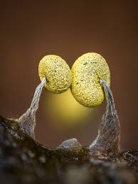 Attēlu rezultāti vaicājumam “Physarum viride macro”