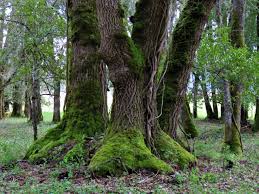Attēlu rezultāti vaicājumam “Pleurocarpous mosses”