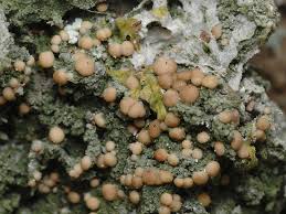 Attēlu rezultāti vaicājumam “Biatora sphaeroides”