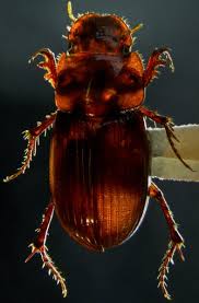 Attēlu rezultāti vaicājumam “Aphodius sp.”