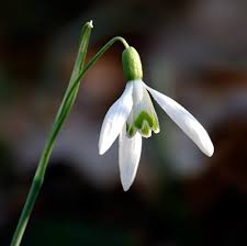 Attēlu rezultāti vaicājumam “Galanthus nivalis flower”