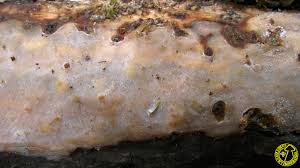 Attēlu rezultāti vaicājumam “Vuilleminia comedens”