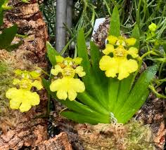 Attēlu rezultāti vaicājumam “Heyderia pusilla”