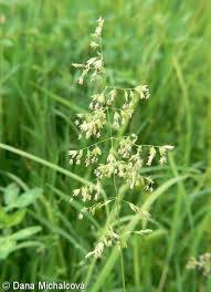 Attēlu rezultāti vaicājumam “Poa trivialis”