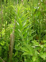 Attēlu rezultāti vaicājumam “Polygonatum verticillatum”