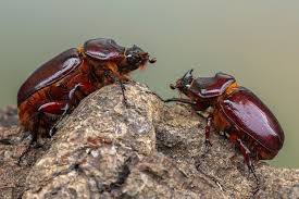 Attēlu rezultāti vaicājumam “Oryctes nasicornis”