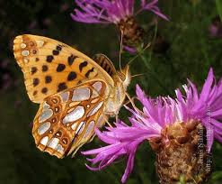 Attēlu rezultāti vaicājumam “Issoria lathonia”