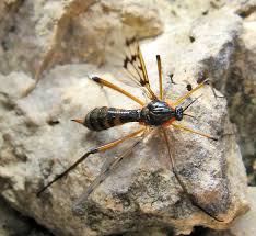 Attēlu rezultāti vaicājumam “Alloeotomus sp.”