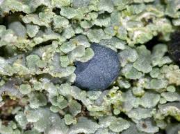 Attēlu rezultāti vaicājumam “Hypocenomyce scalaris”