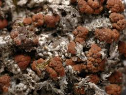 Attēlu rezultāti vaicājumam “Biatora sphaeroides”