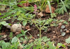 Image result for Fumaria officinalis