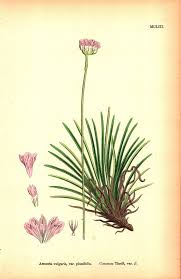 Attēlu rezultāti vaicājumam “Armeria vulgaris”