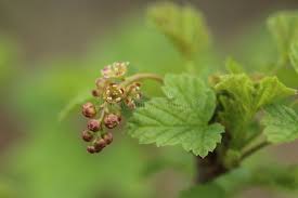 Attēlu rezultāti vaicājumam “Ribes spicatum”