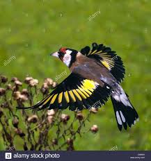 Attēlu rezultāti vaicājumam “Carduelis carduelis adult”