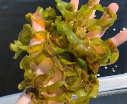 Attēlu rezultāti vaicājumam “Potamogeton praelongus”