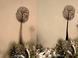 Attēlu rezultāti vaicājumam “Comatricha laxa macro”