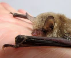 Attēlu rezultāti vaicājumam “Myotis nattereri”