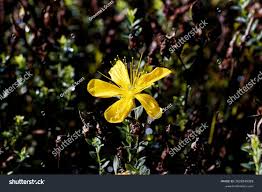 Attēlu rezultāti vaicājumam “Hypericum perforatum flower”