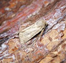 Attēlu rezultāti vaicājumam “Chortodes fluxa”