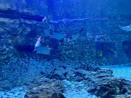 Image result for Mobula hypostoma