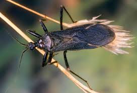 Attēlu rezultāti vaicājumam “Reduvius personatus”