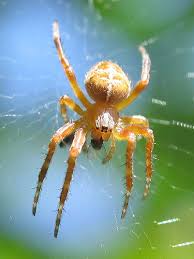 Attēlu rezultāti vaicājumam “Araneus diadematus juvenile”
