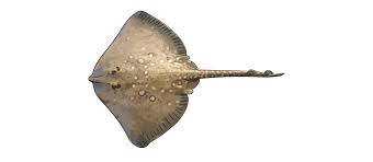 Image result for Dipturus batis